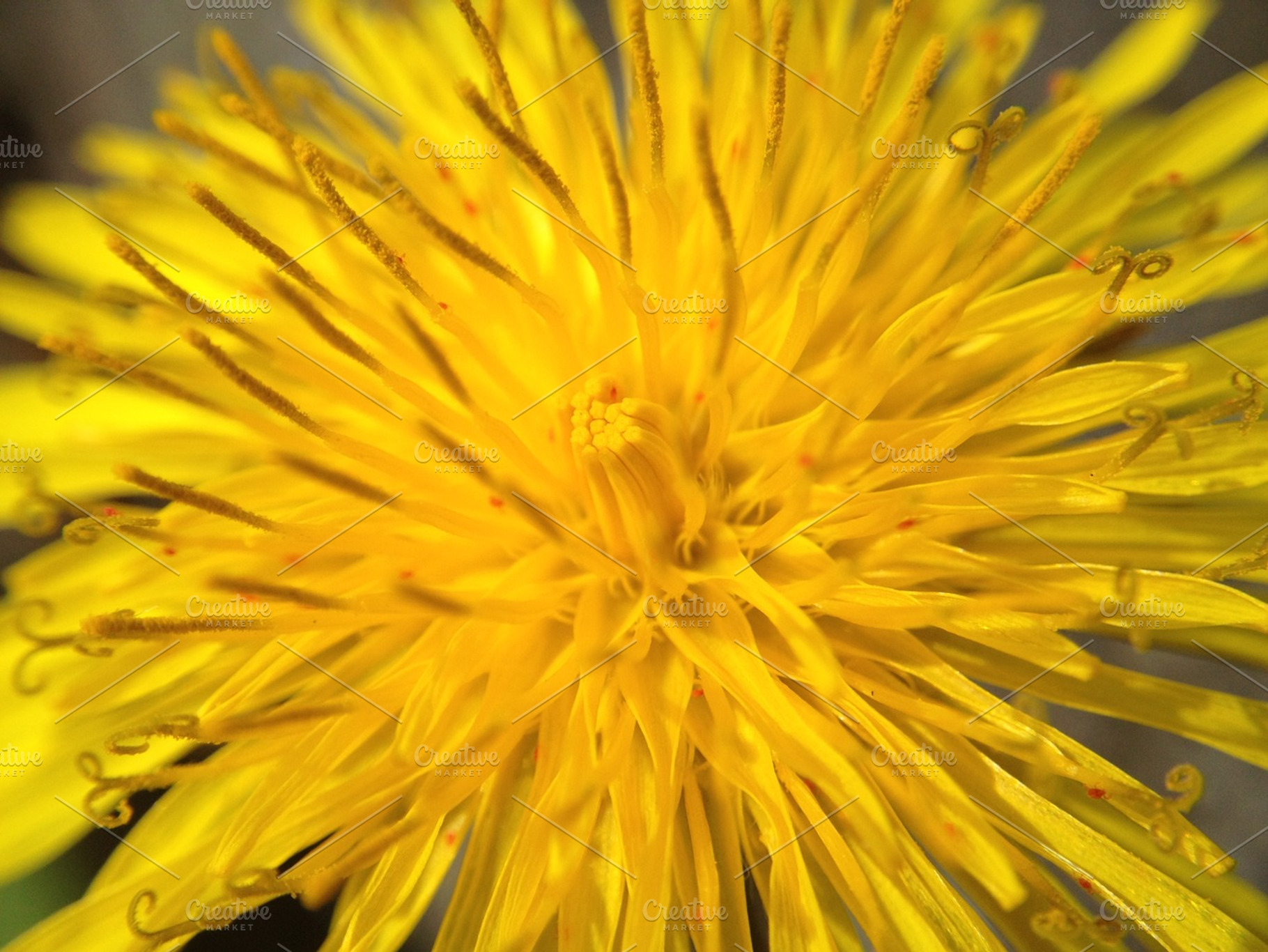 Dandelion flower featuring nature, texture, and background, a Nature Photo by Riccardo Anelli