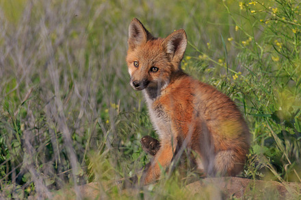 Red Fox Kit Sitting