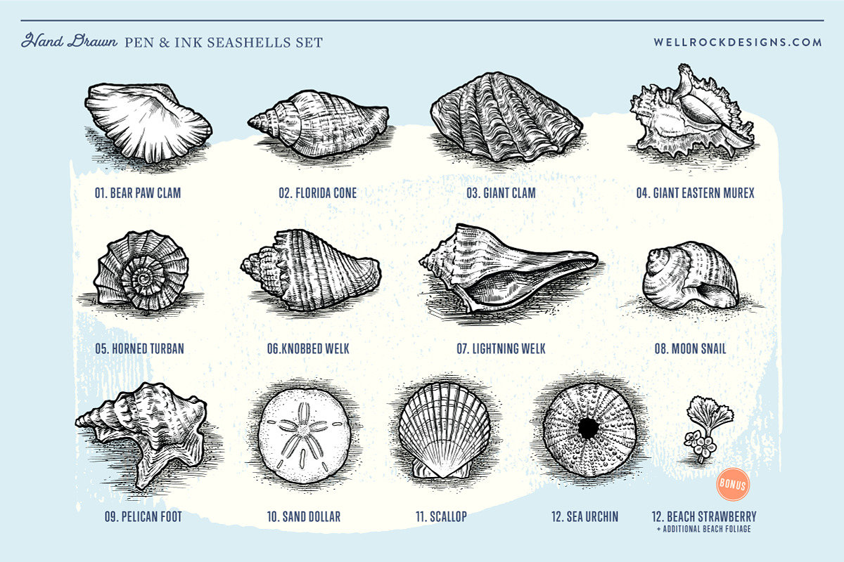 Sea Shells(Vector) + Beach Bonus, an Object Illustration by Well Rock Designs (Photo 4 of 9)