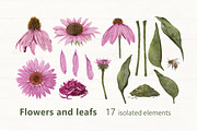 Echinacea watercolor clip art, an Illustration by ARTerria (Thumbnail 2 of 9)