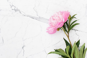 Pink peonies on white marble background stock photo containing background and