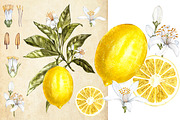 Lemon in botanical style, a Food Illustration by Ann Astro (Thumbnail 9 of 9)