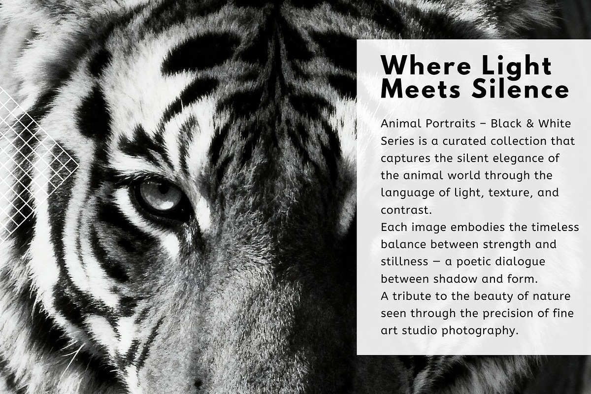 40 Animal Portraits – B&W Collection, an Animal Photo by Virgo Studio (Photo 2 of 6)