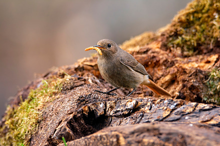 Female Common redstart with a tenebrium in its beak., an Animal Photo by CreativePhotoSpain