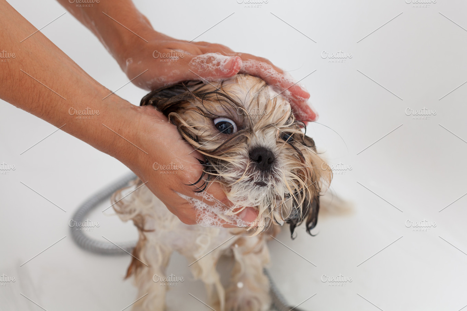 Vet with his dog shih tzu containing shih tzu, shi, and shih, an Animal Photo by 135pixels