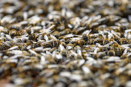 Close up view of the working bees on honey cells, an Animal Photo by Byrdyak