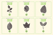 VECTOR LEAVES HAND DRAWN BUNDLE v20, a Decorative Illustration by pawellpi (Thumbnail 5 of 7)