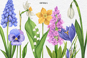 Watercolor wild spring flowers set, a Decorative Illustration by KathrineWatercolor (Thumbnail 10 of 10)
