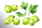 Amber Gooseberry. Watercolor set, a Food Illustration by Daria Ustiugova (Thumbnail 6 of 23)