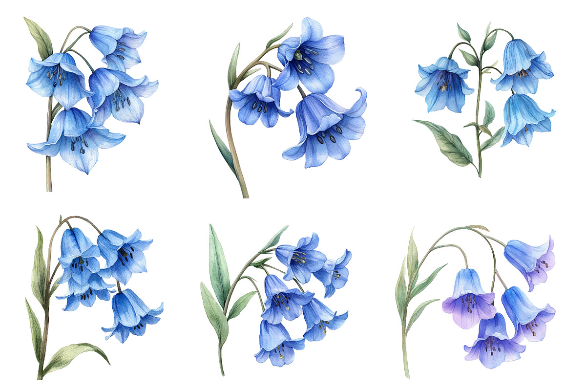 Watercolor Bluebell Flower Clipart, an Illustration by Dream Creation (Photo 4 of 7)