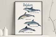 Dolphins Watercolor Clip Art & Print, an Education Illustration by Tati Bordiu (Thumbnail 3 of 4)