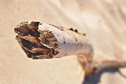 NATURAL MATTE, a Nature Photo by KABSPHOTOGRAPHY (Thumbnail 8 of 11)