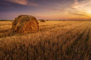 Sunset on the field featuring sunlight, meadow, and agriculture