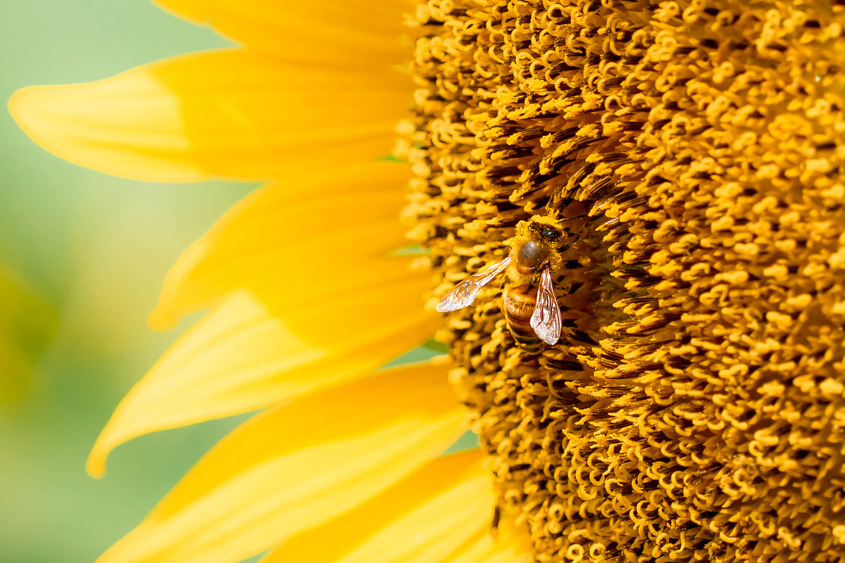 Bee on Sunflower – Bright Yellow Sum, a Nature Photo by Silent Nature (Photo 4 of 5)