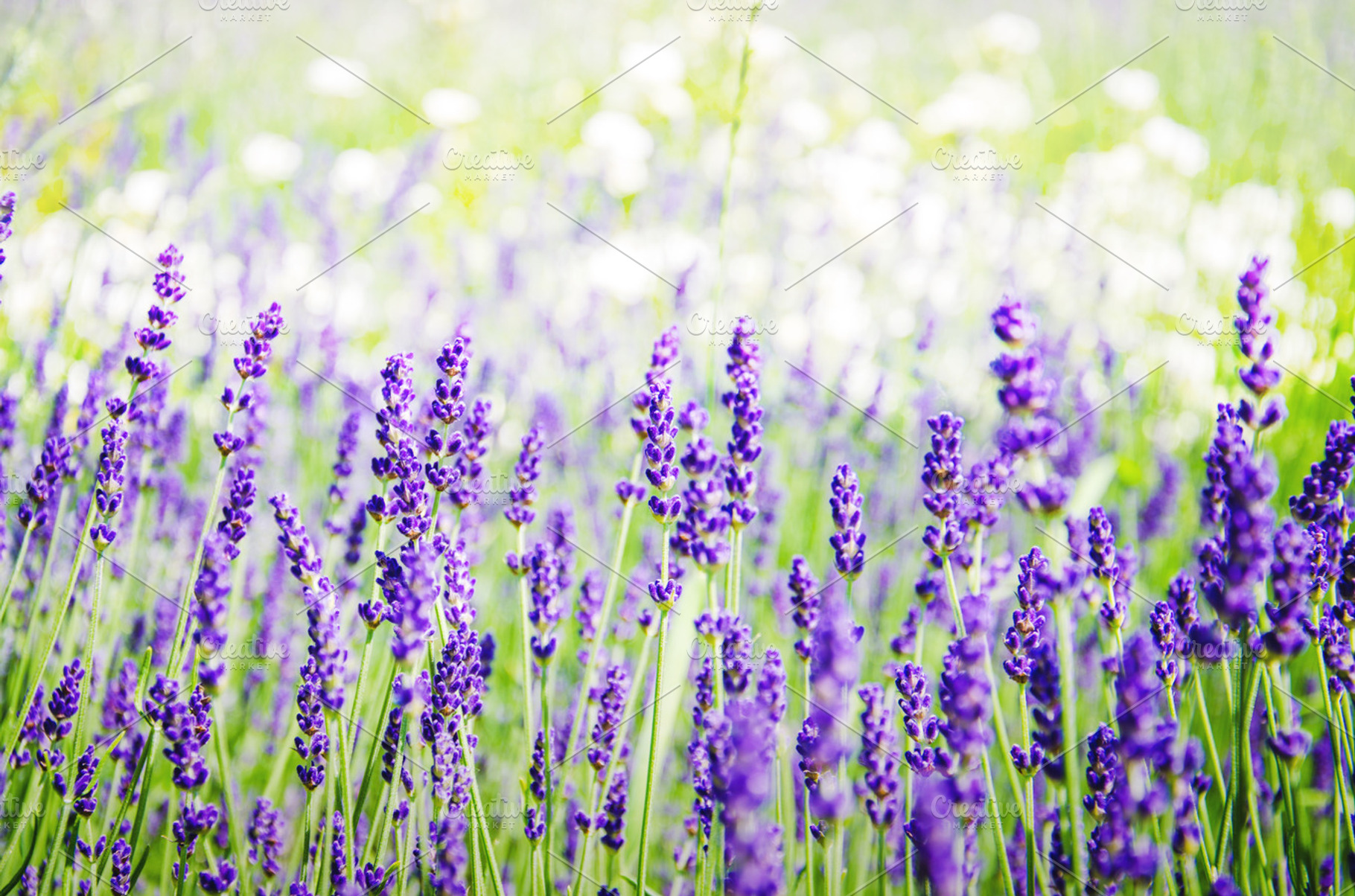 Lavender field featuring lavender, flower, and spring