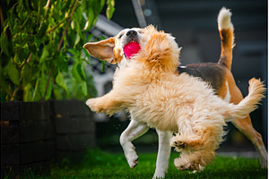 An energetic Maltipoo puppy and a, an Animal Photo by MadPhotos