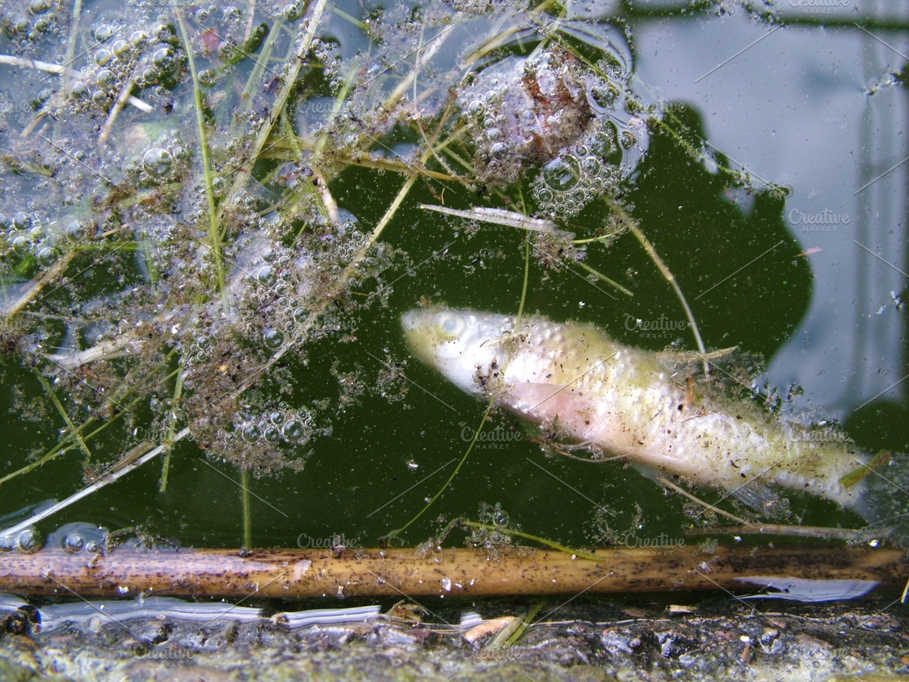 Dead Fish Stock Photo Containing Dead And Fish