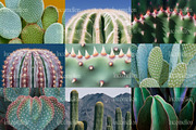 70 Aesthetic Cactus Stock Photos, a Nature Photo by Incomelion (Thumbnail 7 of 14)