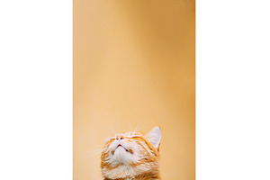 Curious Cat Gaze with a Touch of, an Animal Photo by Our Amazing World