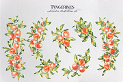 Watercolor tangerines, an Illustration by LiliaUdod (Thumbnail 2 of 7)