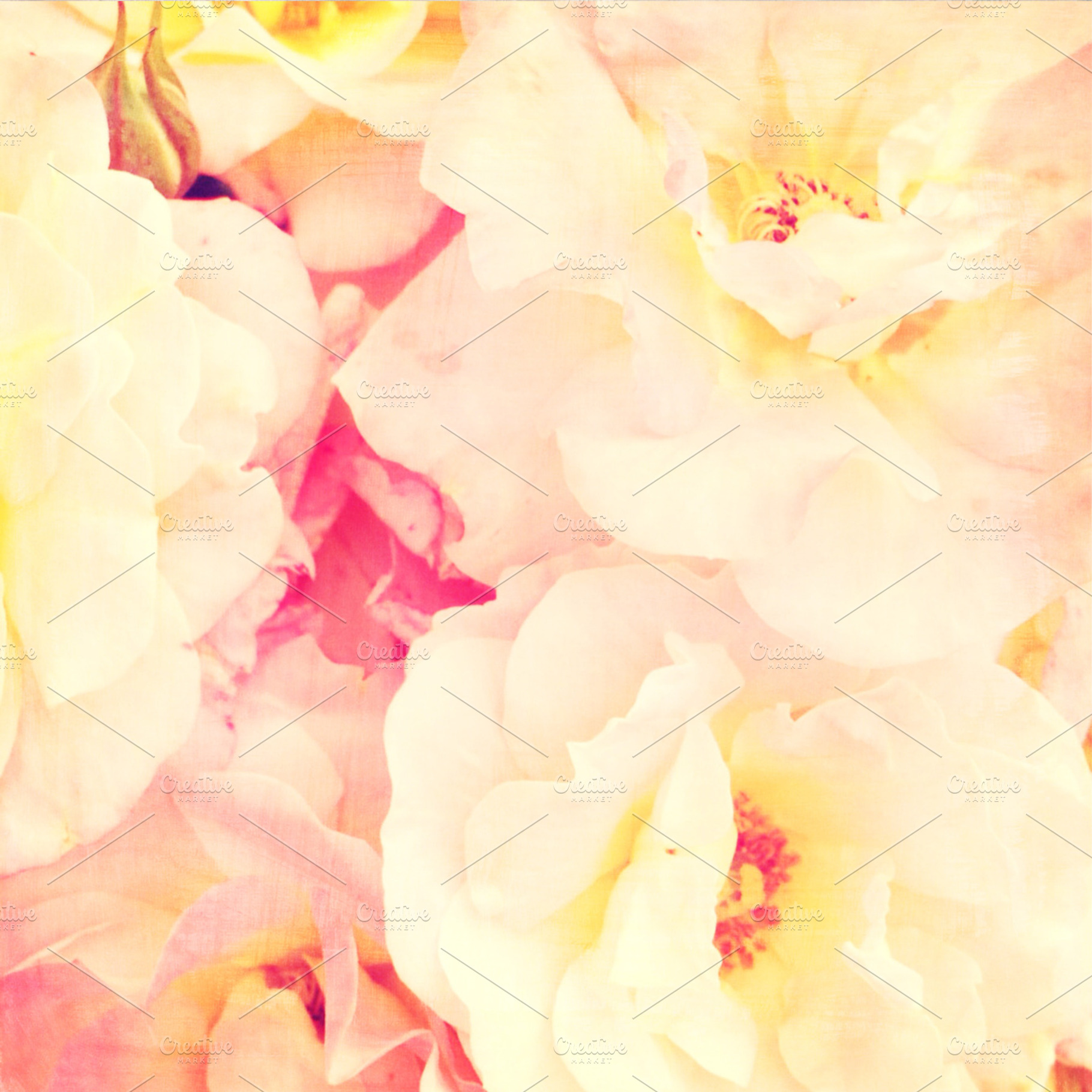 Pink Roses Containing Flower Photography Pink Flowers And Pink Roses