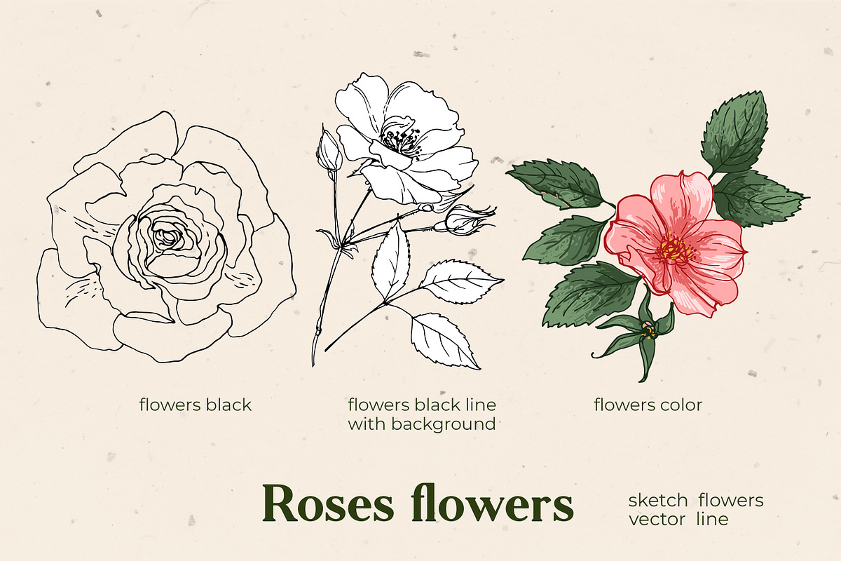 Flowers Roses. Sketch vector, an Illustration by irina.vaneeva (Photo 3 of 3)