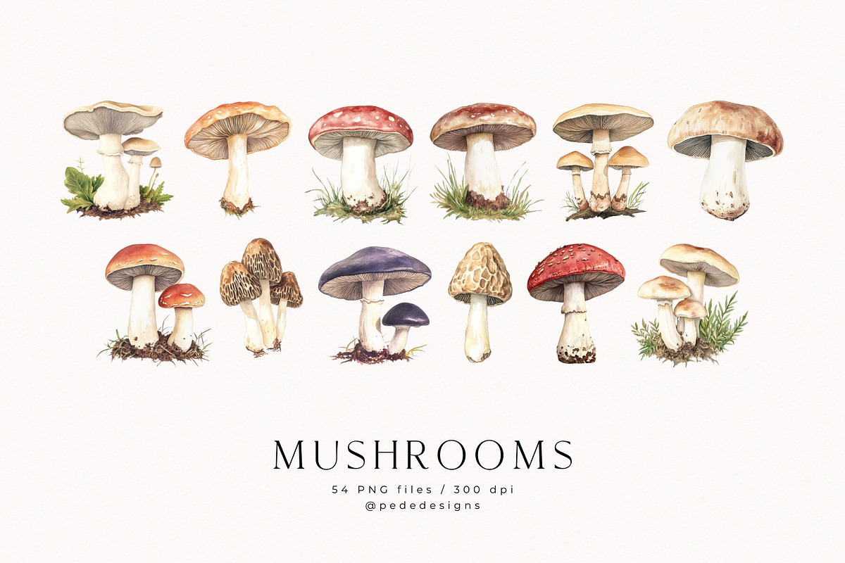 Watercolor Mushrooms, a Food Illustration by PeDe Designs (Photo 4 of 6)