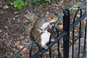 Squirrel in St James Park near the, an Animal Photo by Oleksandr Berezko