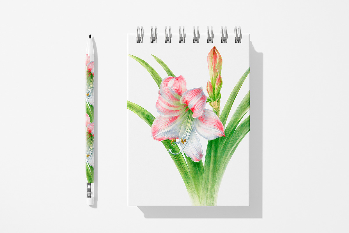 Botanical art - amarillis flowers, an Object Graphic by ViktoriArt (Photo 11 of 14)