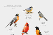 Birds of North America watercolor, an Animal Illustration by Diana Askarova Art (Thumbnail 3 of 9)