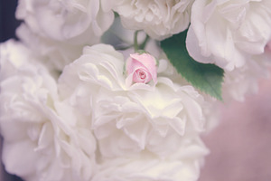 White roses, pink rose bud
