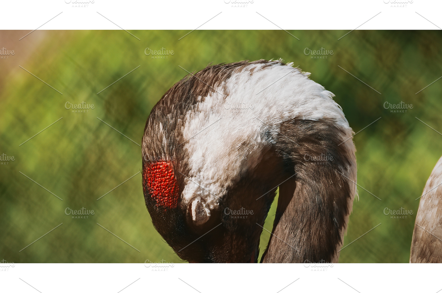 Portrait of Crane with Stunning, an Animal Photo by Our Amazing World