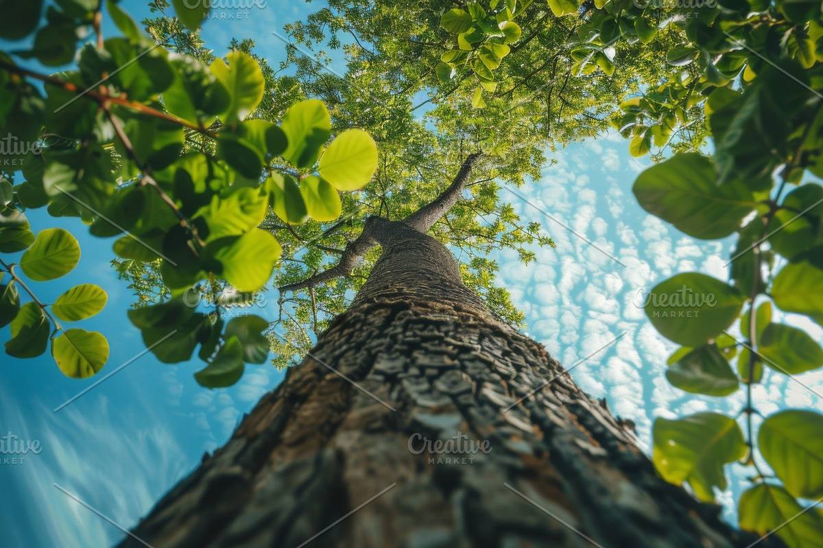 98 Trees view from below, a Nature Photo by Handmadefont (Photo 85 of 98)
