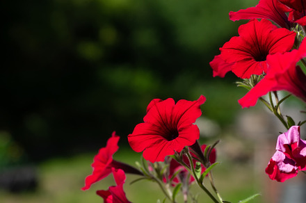 Close up of a flower border with col, a Nature Photo by AlexBush