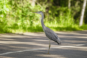 A beautiful blue heron ready to take, an Animal Photo by AlexBush