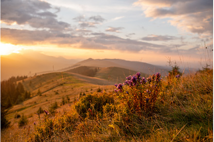 Blooming bouquet of mountain flowers, a Nature Photo by Stockphoto by vzwer
