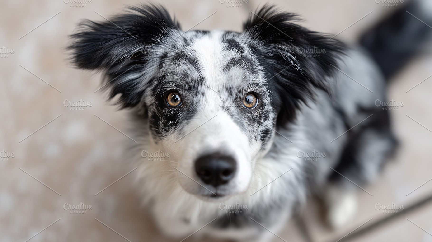 Blue merle Border Collie puppy look, an Animal Photo by MistyDay