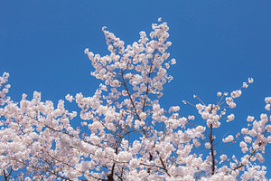Sakura japanese cherry blossom containing sakura, sakura flower, and cherry