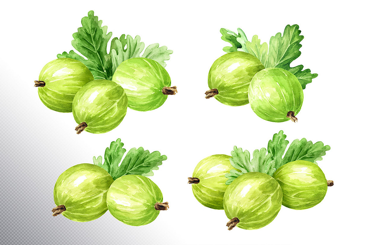 Amber Gooseberry. Watercolor set, a Food Illustration by Daria Ustiugova (Photo 3 of 23)