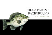 Freshwater Fishing Clipart, Bass PNG, an Animal Illustration by BrushstrokeArtGB (Thumbnail 7 of 9)