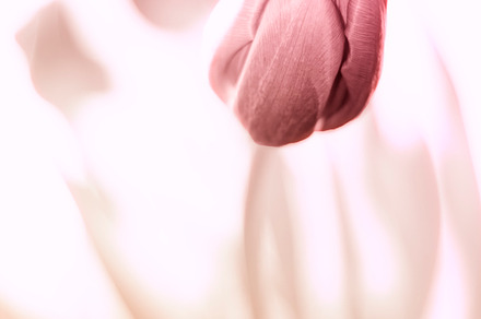 Tulip featuring tulip, flower, and flowers, a Nature Photo by elena pueyo photography