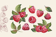 Berries, a Food Illustration by Jeanna Draw (Thumbnail 3 of 12)