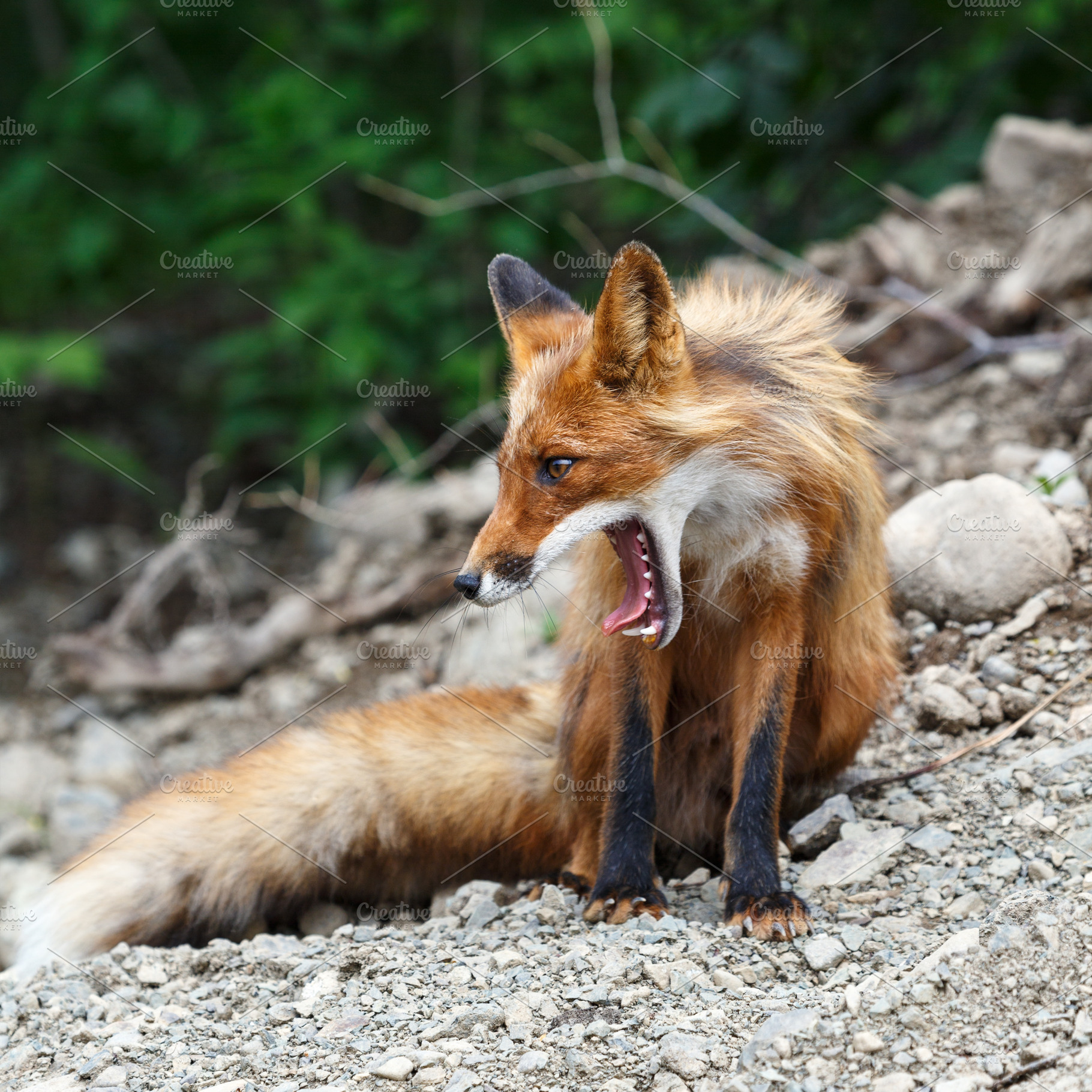 Beautiful red fox with open mouth, an Animal Photo by Alexander-Piragis