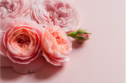 David Austin roses on the pink, a Nature Photo by oksix