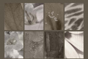 Botanical Patina Backgrounds, a Background Graphic by DigARTbyHavroshka (Thumbnail 9 of 12)