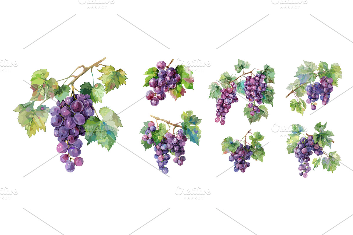 Grapes with leaves. Isolated fresh, a Food Illustration by Valerie Bodnar