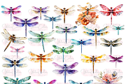 The Dragon Fly Collection Clipart, an Animal Illustration by Watercolor Digital (Thumbnail 5 of 20)