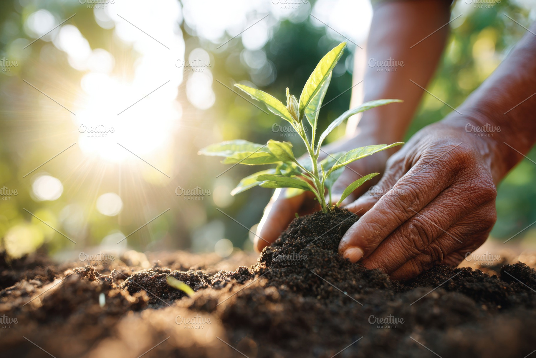Planting a young sapling in sunlight, a Nature Photo by AlyaAnd