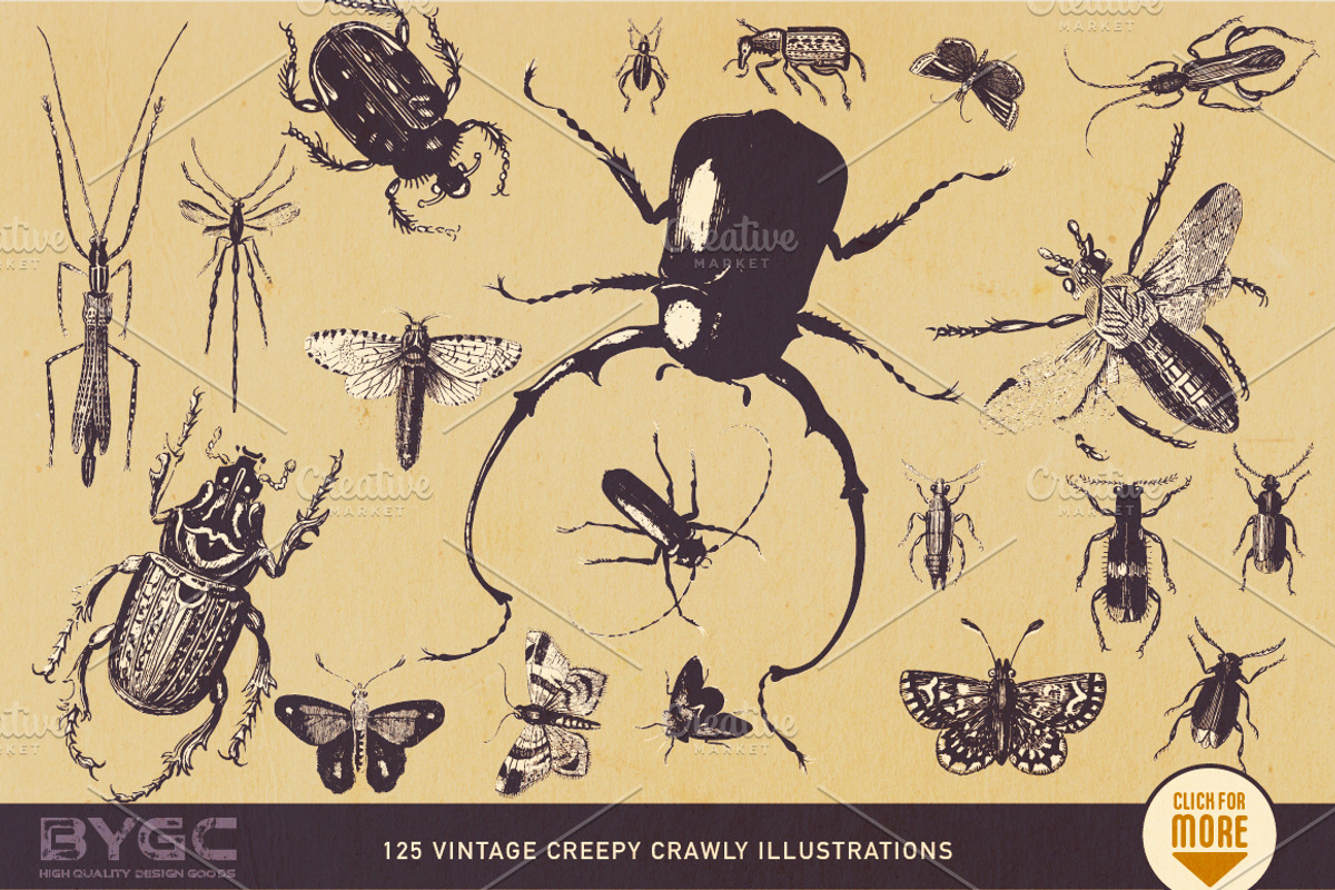 Vintage Insect Illustrations, an Illustration by BackYard Graphics Co. (Photo 3 of 10)