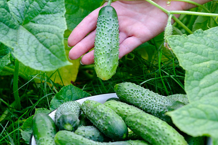 Female farmer picking cucumbers, a Food & Drink Photo by photoguns